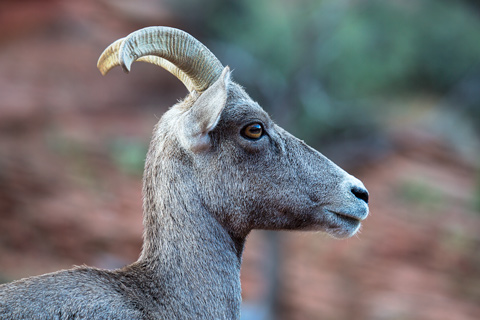 Desert Bighorn Sheep Zion National Park Utah