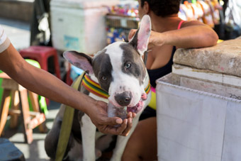 dog eating ice at market in medellin columbia