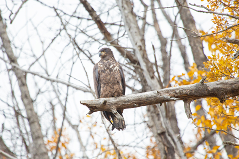golden eagle chistochina alaska