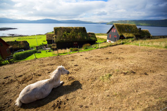 faroe islands farm house with horse