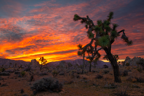 joshua tree national park sunrise