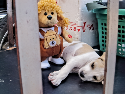 Puppy in cart Udon Thani Thailand